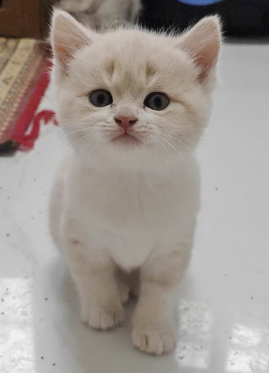 英国短毛猫 全部都是大包子脸 脑袋很圆，胖乎乎的 公母都有 活泼可爱